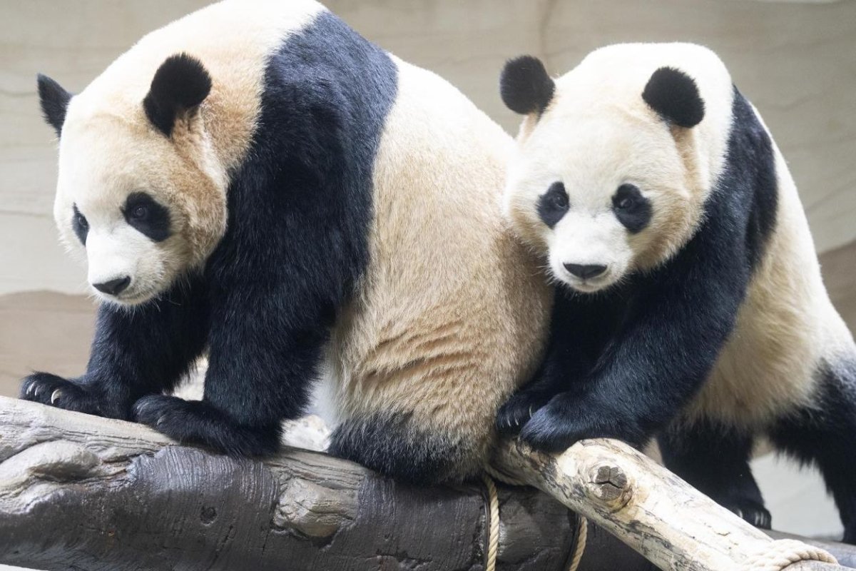 Korea's Panda Twins Celebrate Final Birthday Before Return to China Under Panda Diplomacy