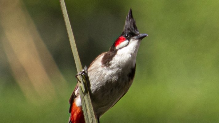 Thailand Removes Red-Whiskered Bulbul from Protected List to Boost Breeding