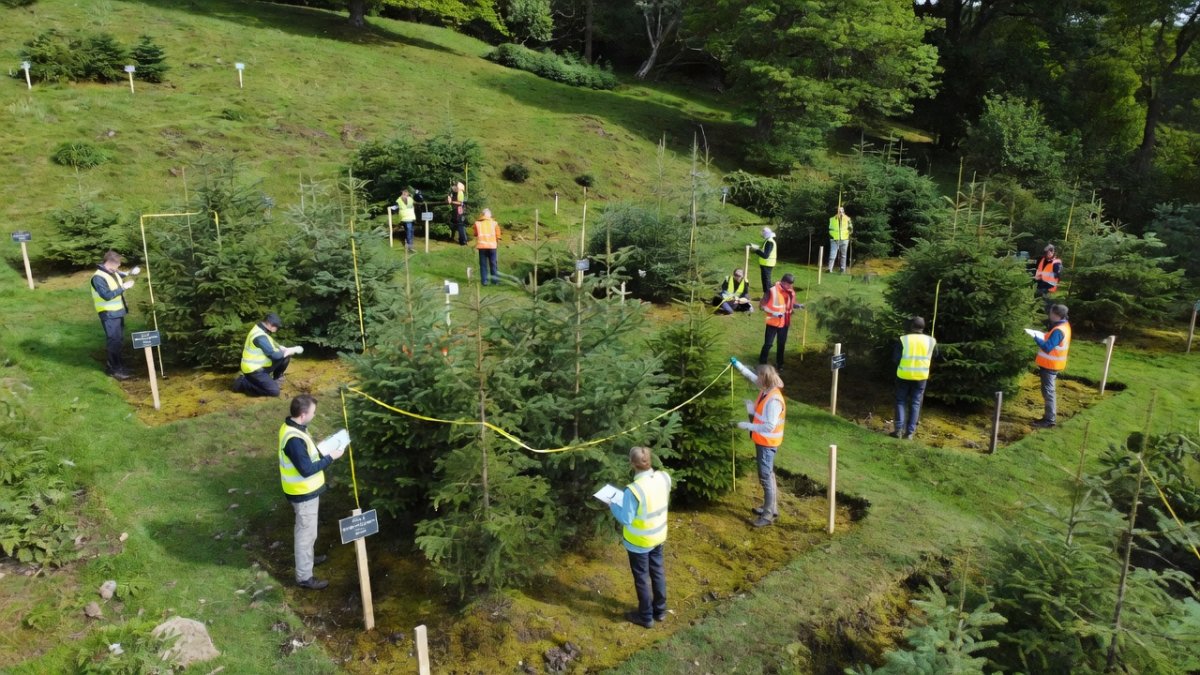 UK Study: Basalt 'Magic Dust' Boosts Tree Carbon by 27%
