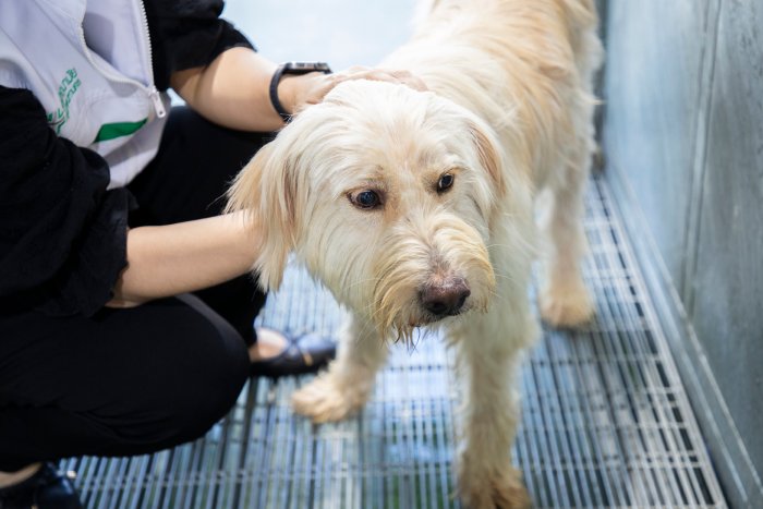 Bangkok Shelter Calls for Lifelong Pet Commitment