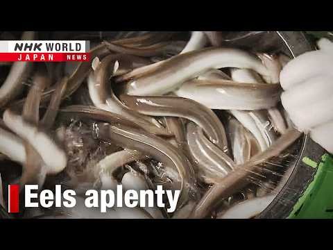 Japanese Eel Farms Turn to Artificial Breeding Tech for Stable Unagi Supplies