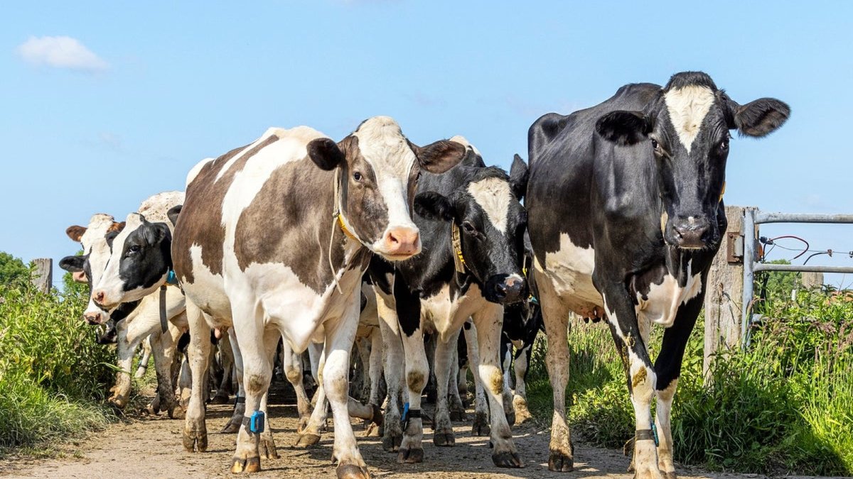 Mad cow disease discovered on UK farm, government announces