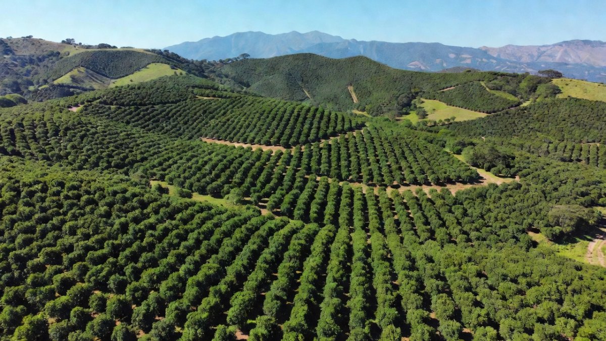 US Suspends Michoacán Avocado Exports Over Security Alert