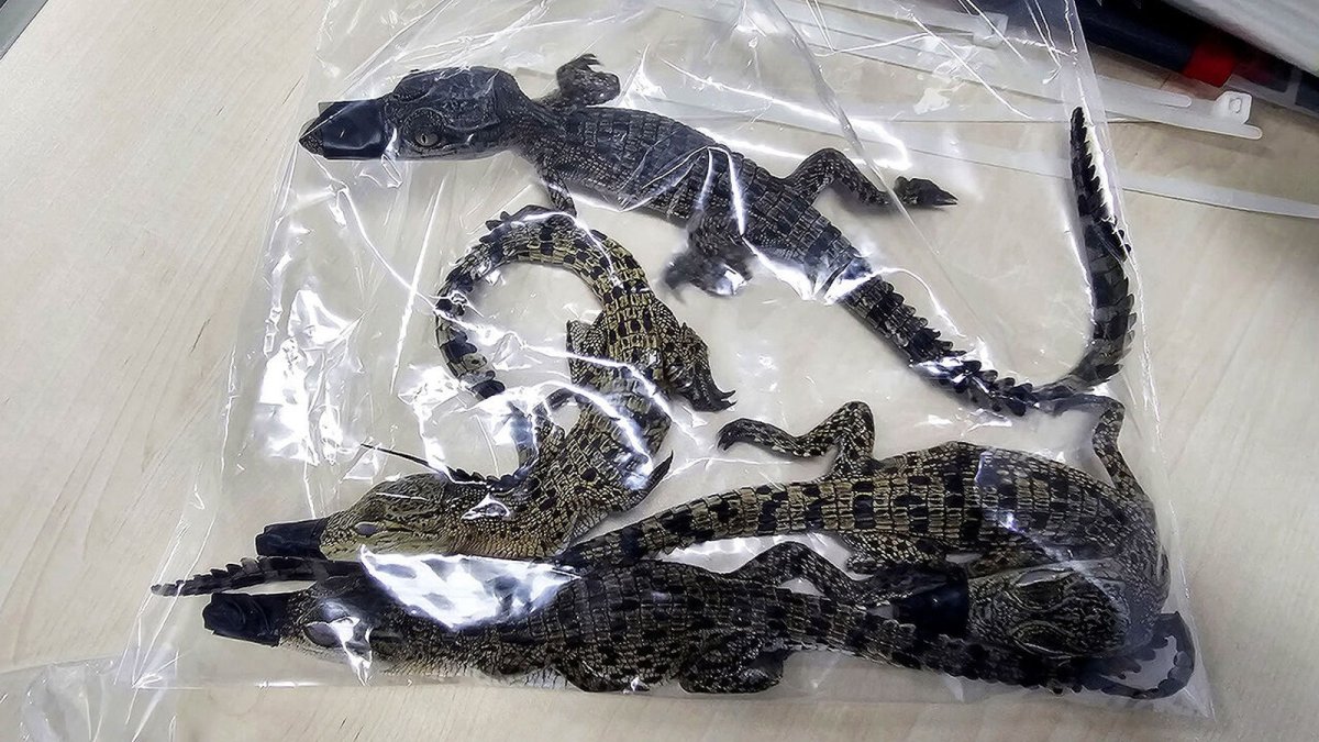 Confiscated exotic reptiles from smuggling ring held at the National Institute of Ecology