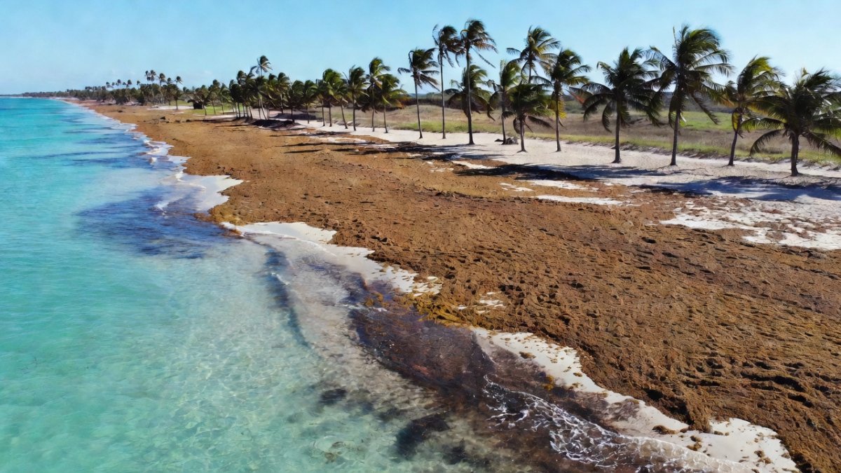 Mexico's Sargassum Crisis: Record Bloom Threatens Coast