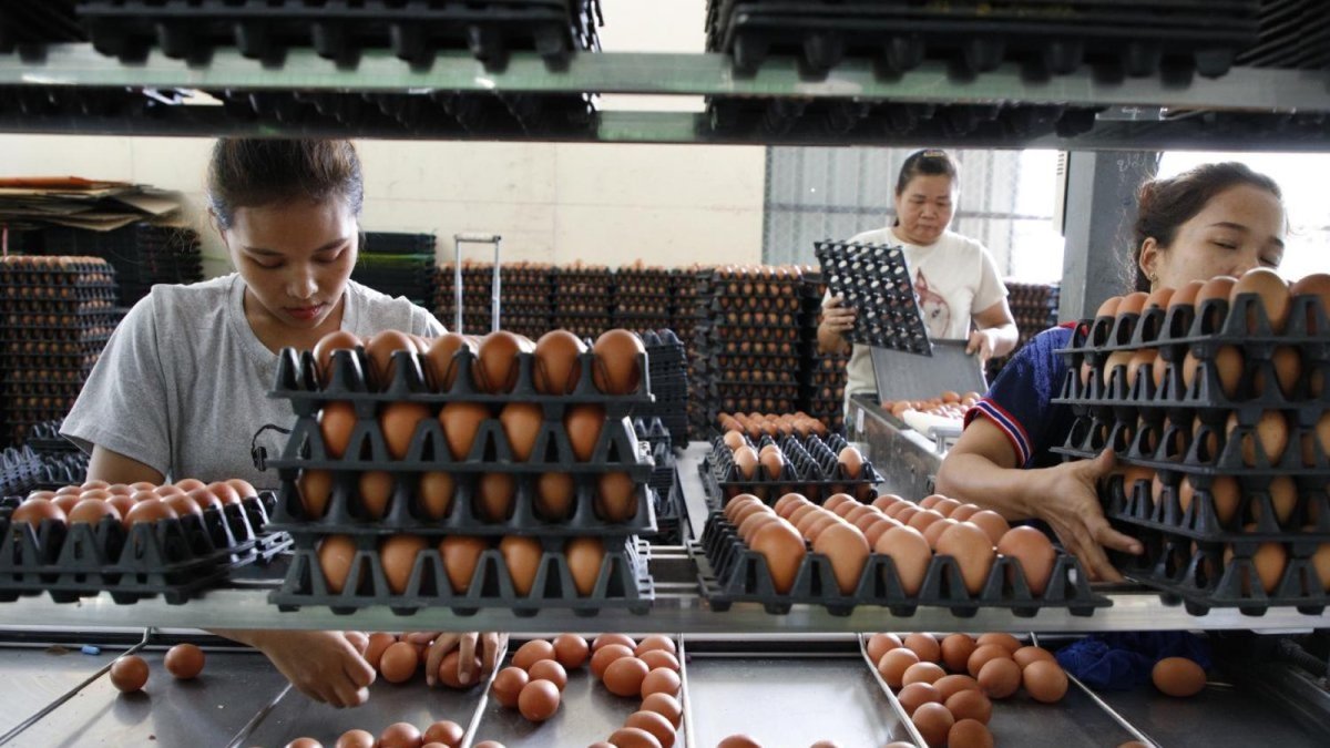 Eggs at a Thai market stall