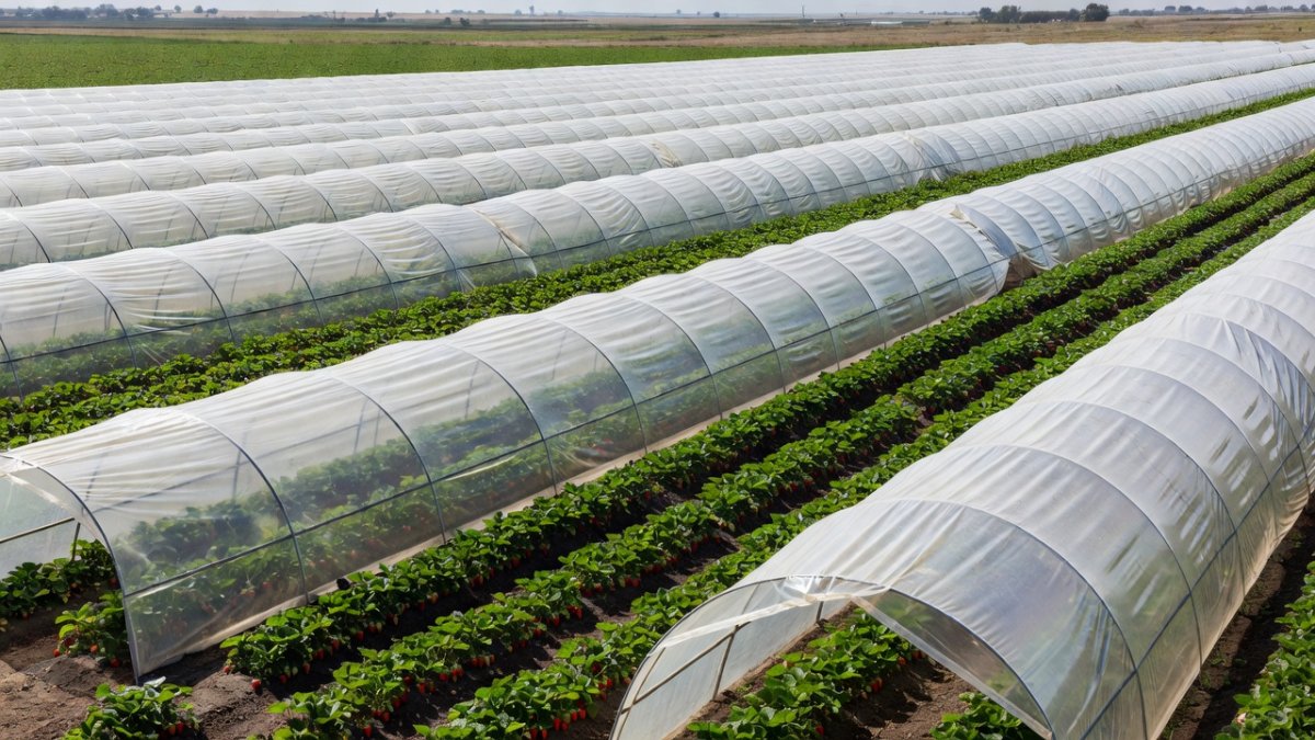 Strawberry fields in Mexico facing new U.S. anti-dumping duties