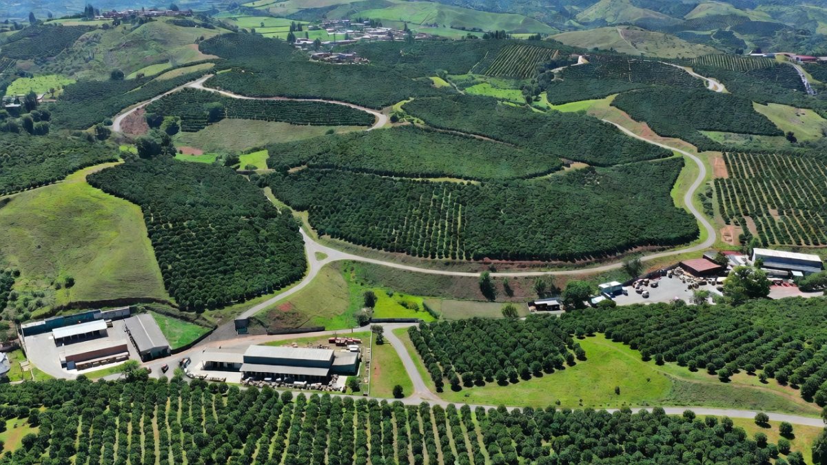 Avocado Operations Resume in Michoacán After Export Pause