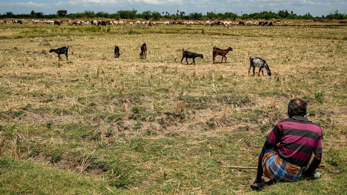 Parched paddy fields in Tamil Nadu's Cauvery delta as Mettur dam storage stays low