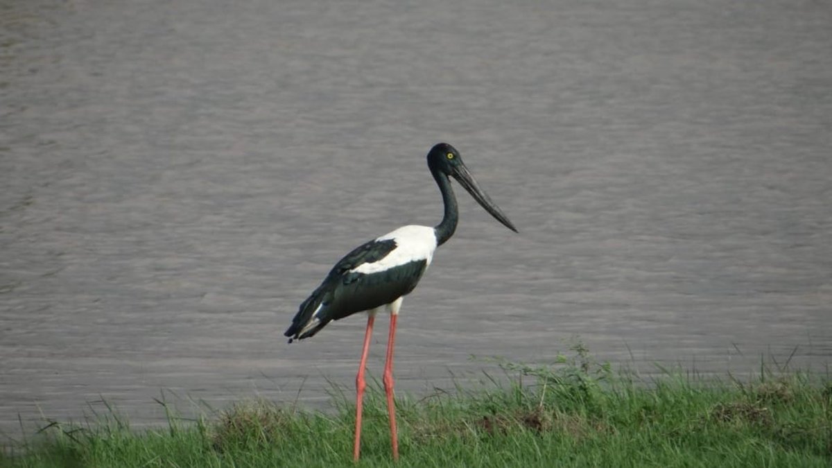 Wetland habitat at Khijadiya Bird Sanctuary along the Gulf of Kutch coast
