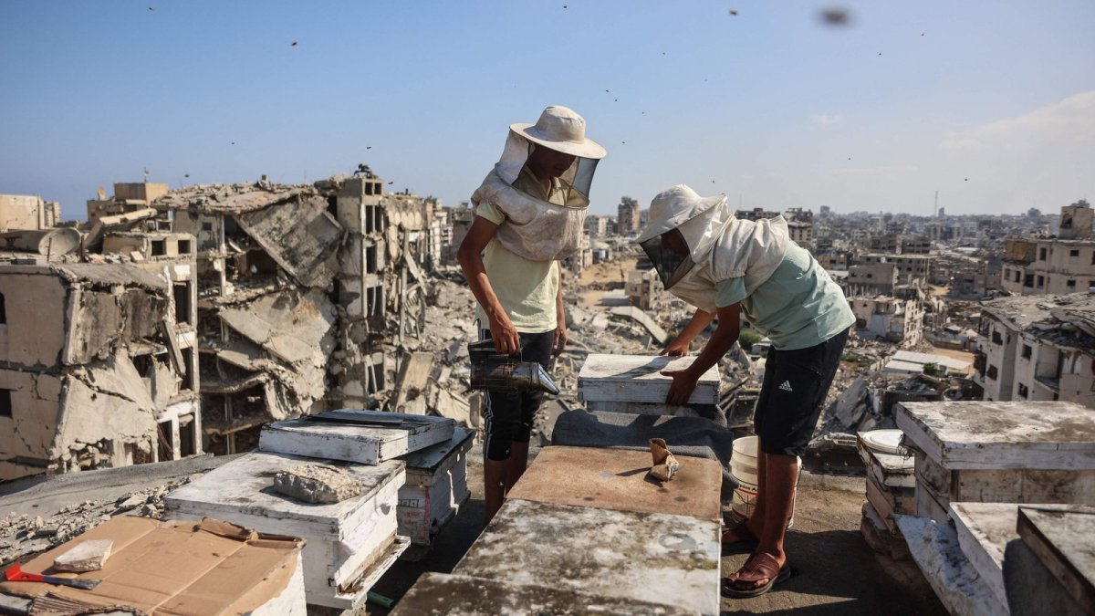 Gaza's Rooftop Beekeepers Nurture Hope Amid War's Destruction
