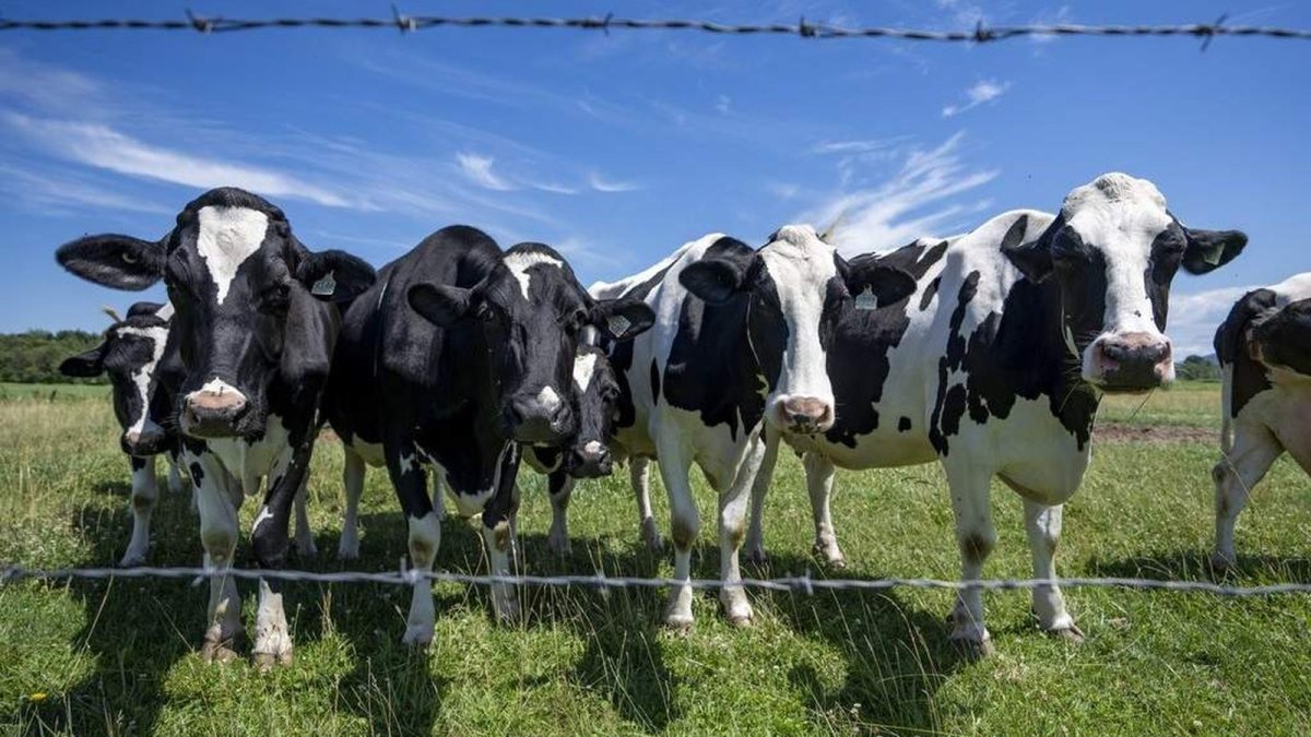 Dairy farming and supply management in Canada