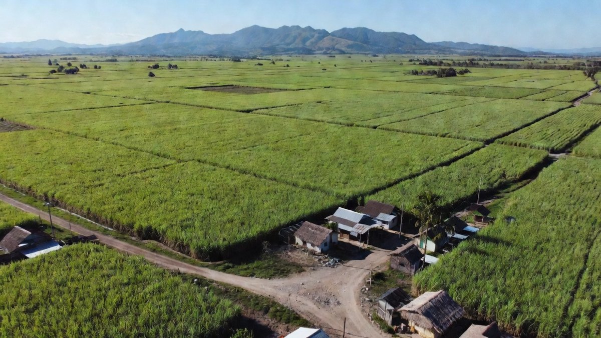 Sugarcane fields in Negros Occidental, where farmers and rural communities are supported by the Paghida-et sa Kauswagan Development Group
