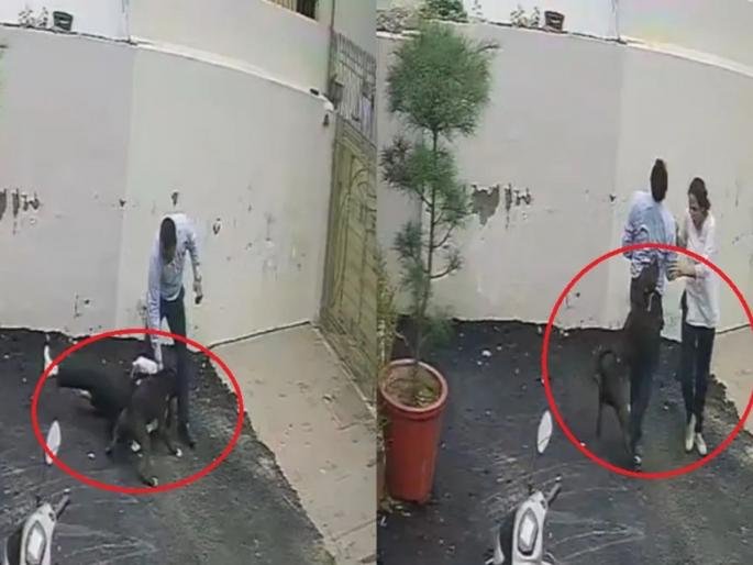 Pitbull Mauls House-Hunting Couple in Patiala, Reigniting India’s Dangerous Breed Ban Debate