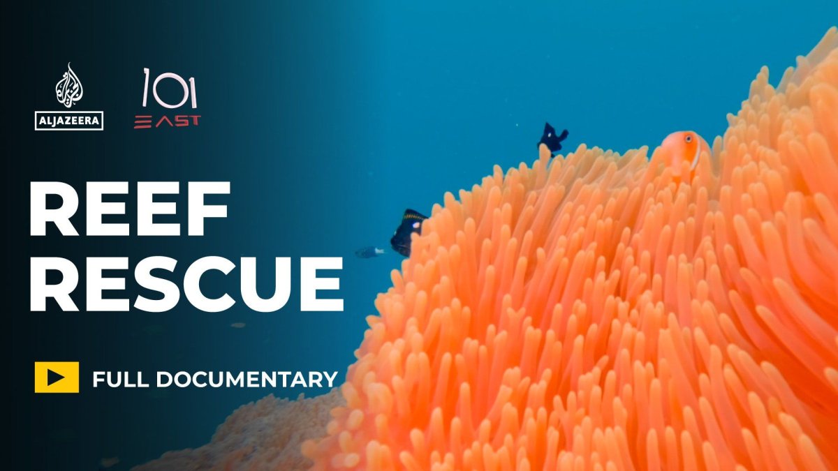 Can "Super Coral" and Cooler Seas Save the World's Reefs - and Latin America's?