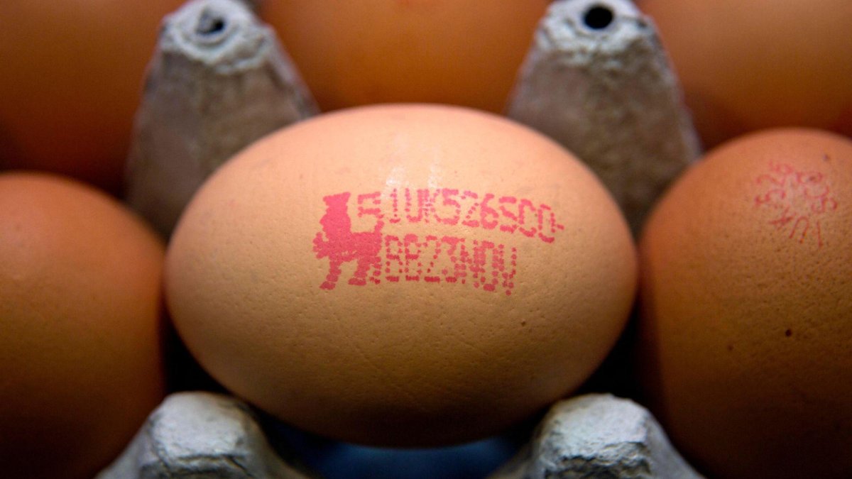UK Health Security Agency scientists examining salmonella culture samples in laboratory