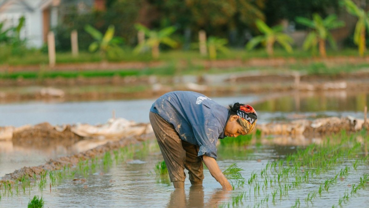 Rice paddy fields in the Cagayan Valley, Philippines, threatened by drought