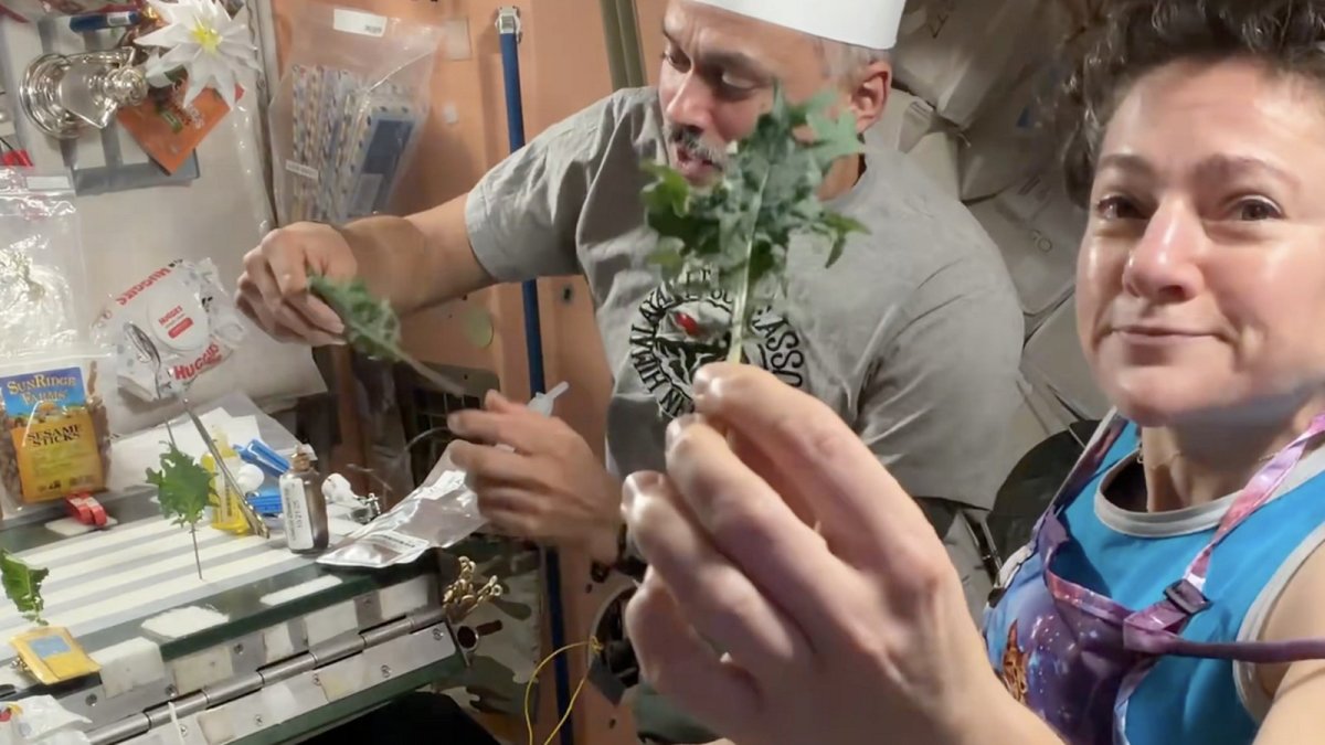 Astronauts harvest space-grown greens aboard the ISS using NASA's Veggie system