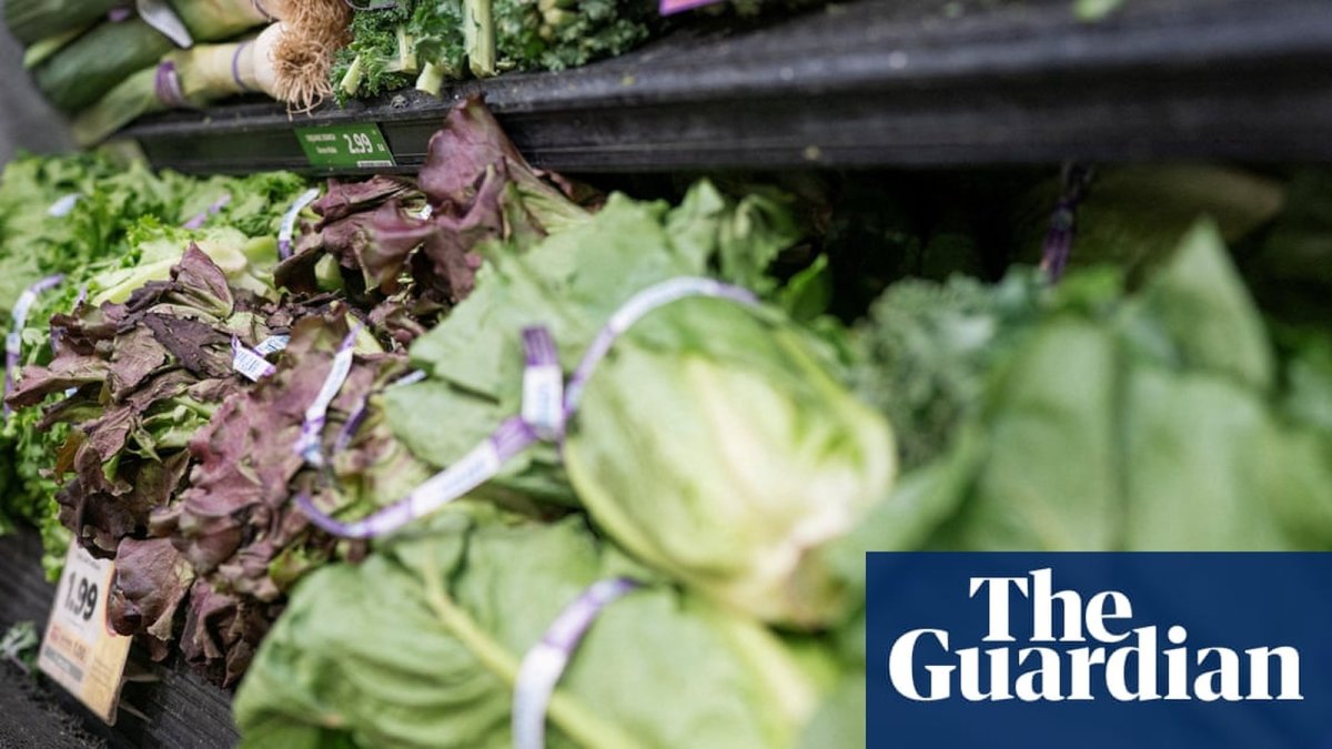 Mexican farmworkers harvesting iceberg lettuce in central Mexico fields
