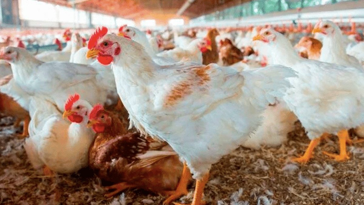Chicken shortage hits Trinidad as US avian flu, heat squeeze supply
