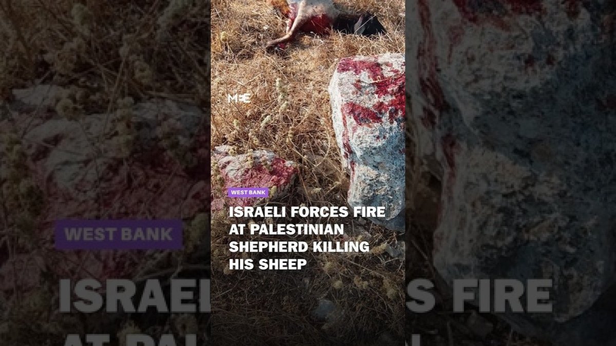 Israeli Forces Open Fire on Palestinian Shepherd's Flock, Killing Three Sheep