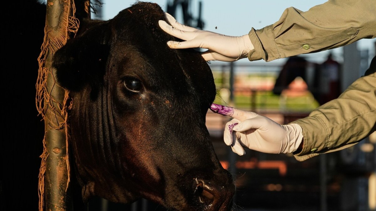 New World screwworm prevention and sterile fly program on the US-Mexico cattle border