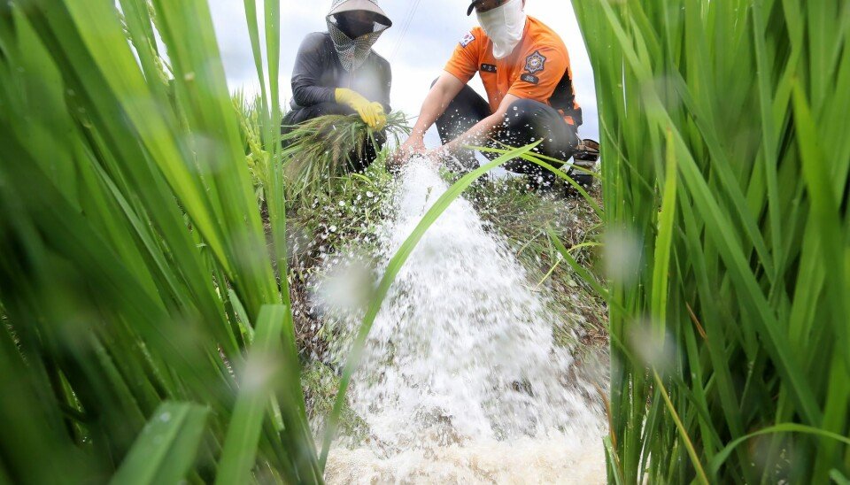 Firefighters spraying water on rice paddies in Miryang, South Korea