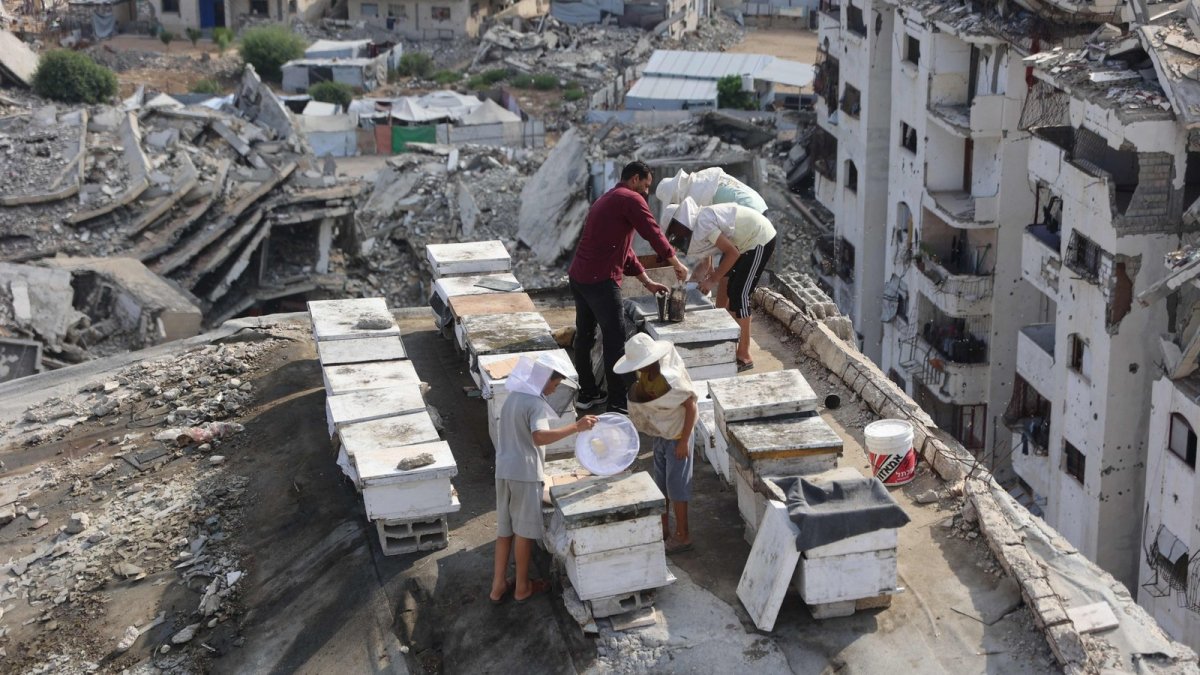 Beehives relocated to the roof of a damaged building in Gaza