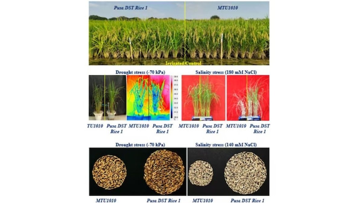 Gene-edited rice variety DRR Rice 100, nicknamed Kamala, one of India's first approved gene-edited varieties