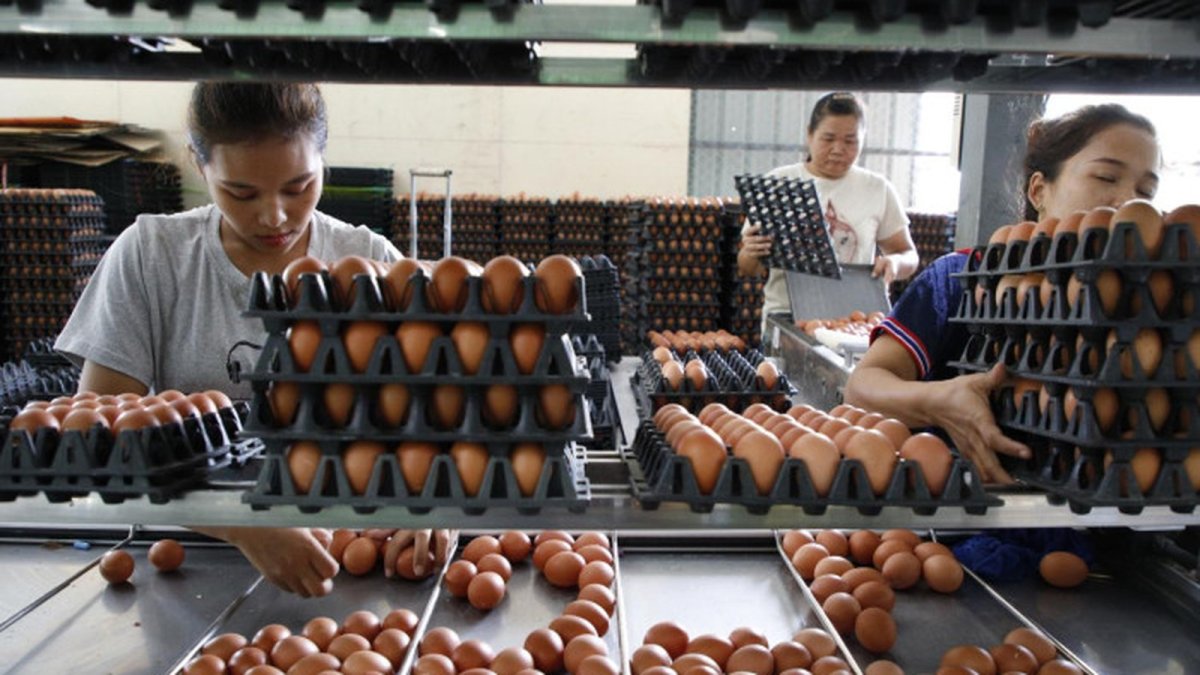Egg Prices Hit Two-Year High as Farm-Gate Cost Rises to 4 Baht