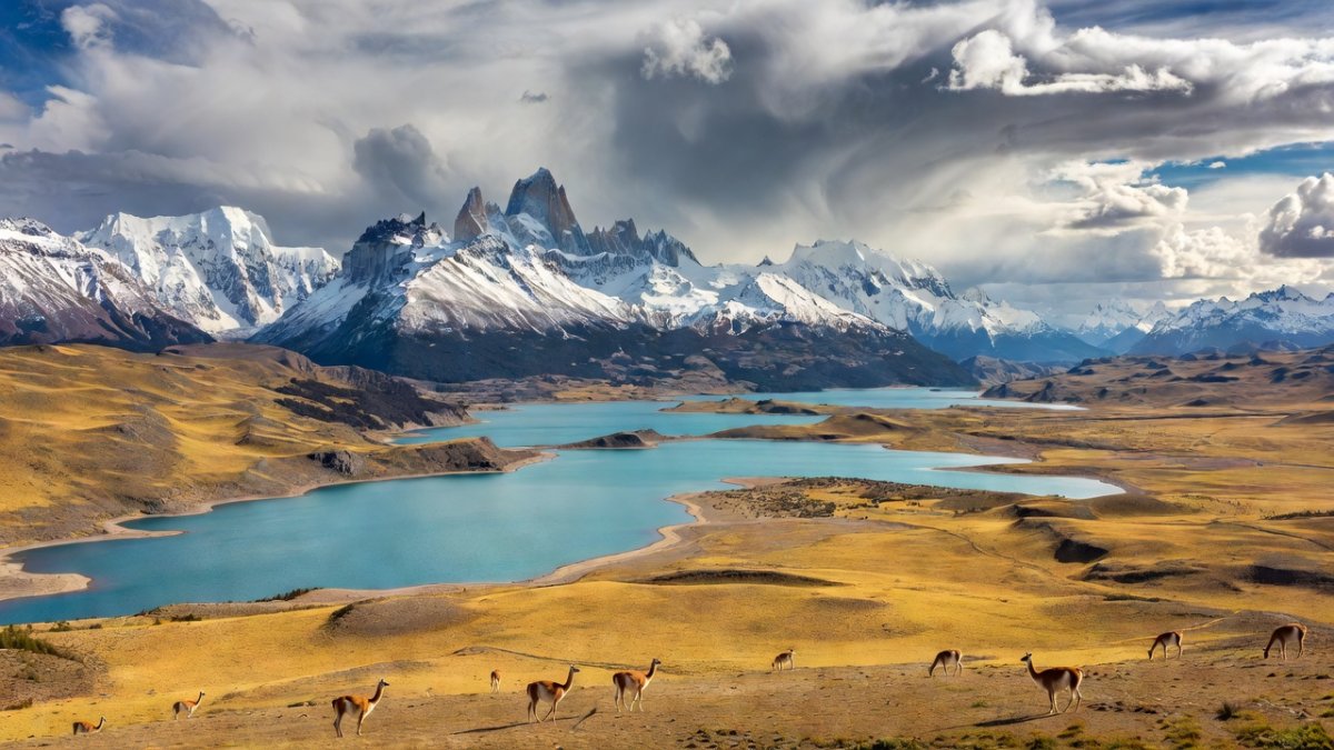 Rewilding Patagonia: How Chile's Boldest Conservation Gamble Is Paying Off