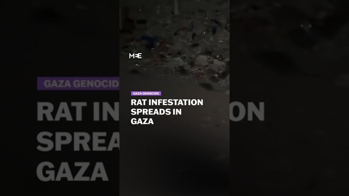 Rats infest rubble and accumulated waste at a displacement site in Gaza