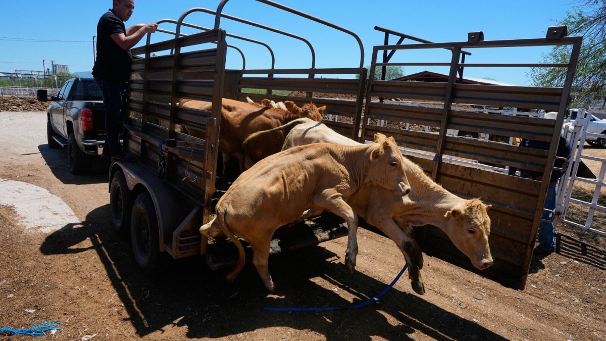 Ranchers in Hermosillo, Sonora prepare cattle for export to the United States