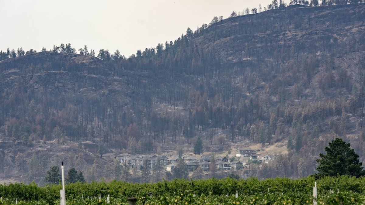 Homes in Summerland, B.C. that survived the Bald Range wildfire, with burned trees on the hillside behind them