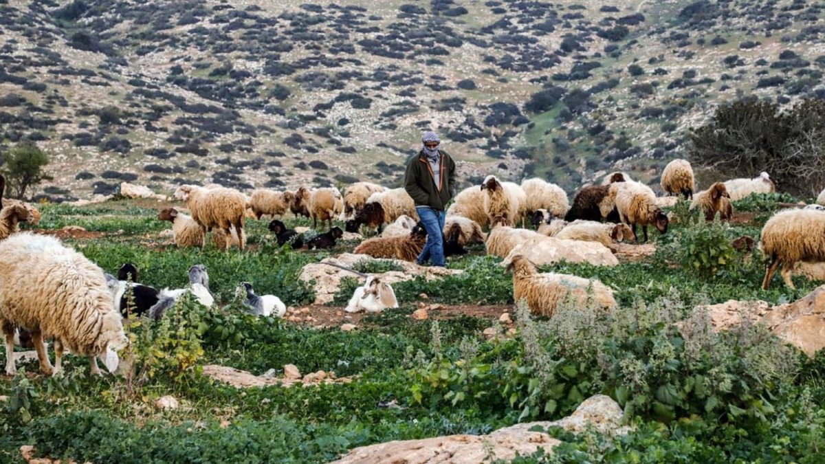Palestinian herding community in the occupied West Bank