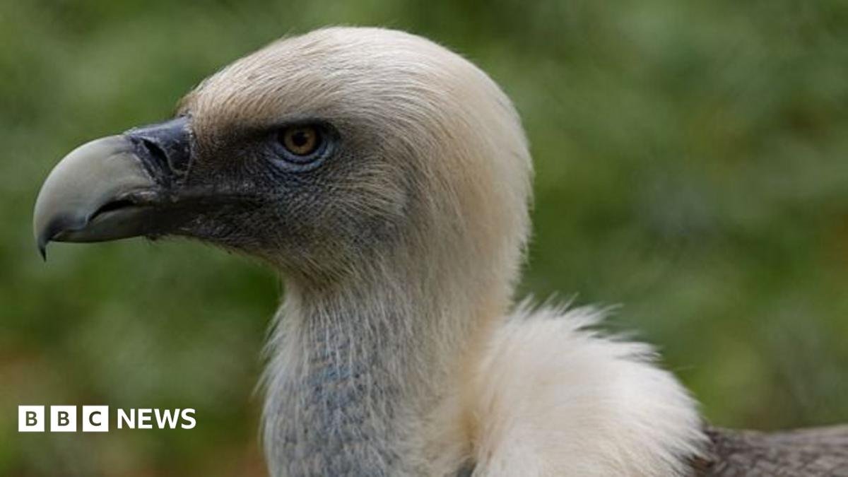 The Vulture King: How a Sacred Forest is Saving Nigeria's Scavengers