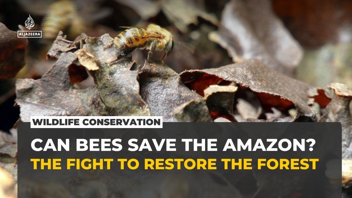 Stingless Bees Restore Peru's Mining-Scarred Amazon