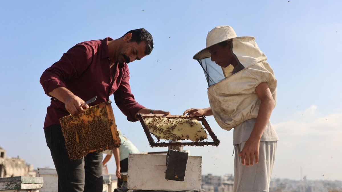 Displaced beekeeper Ibrahim al-Dabba tends rooftop hives in Tel al-Hawa, Gaza City