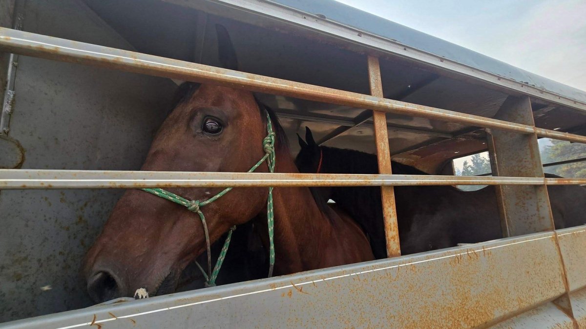 Livestock rescue volunteers at a stockyard during the Summerland wildfire