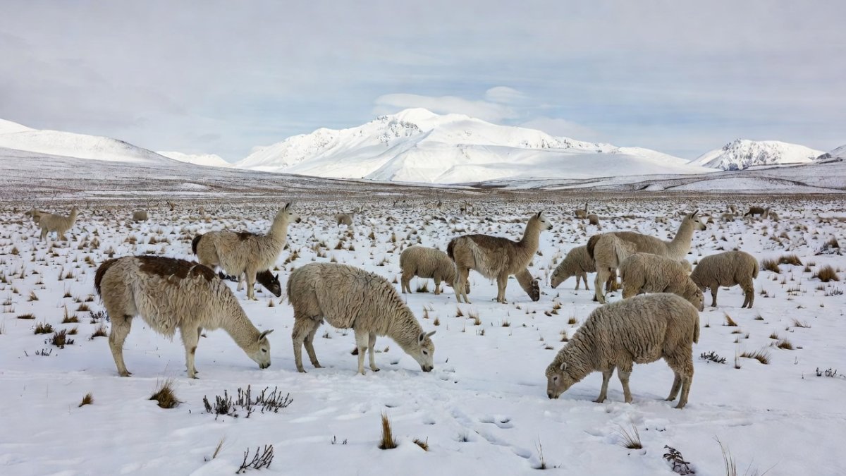 Llamas and sheep graze on snow-covered high Andean plains in Bolivia amid unprecedented snowstorms