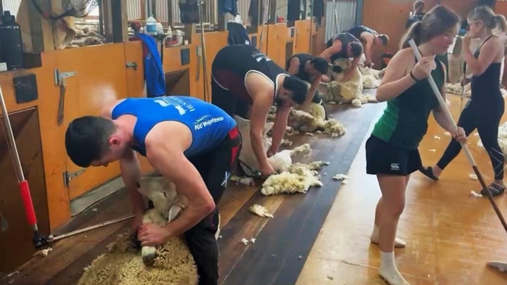 Veterinary inspection of sheep in Perthshire highlighting welfare concerns