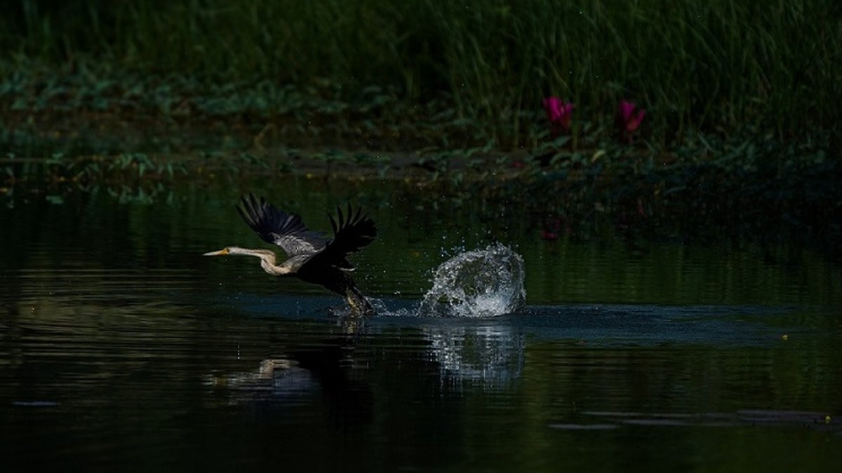 Khijadiya Sanctuary Confirmed as Key Black-Necked Stork Breeding Site