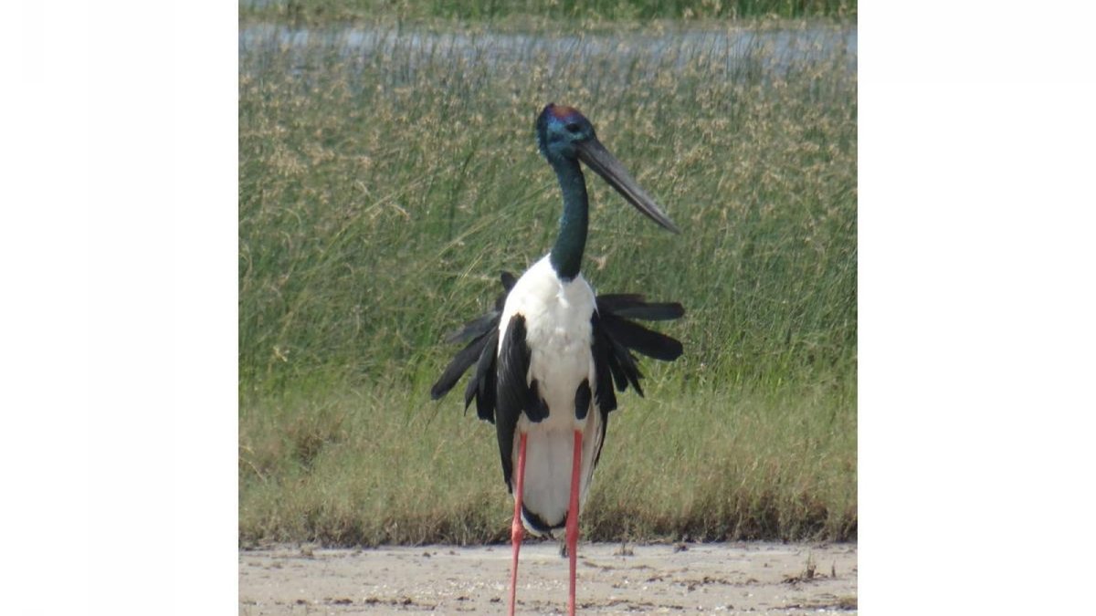 Khijadiya Bird Sanctuary, a Ramsar-designated wetland in Jamnagar district, Gujarat