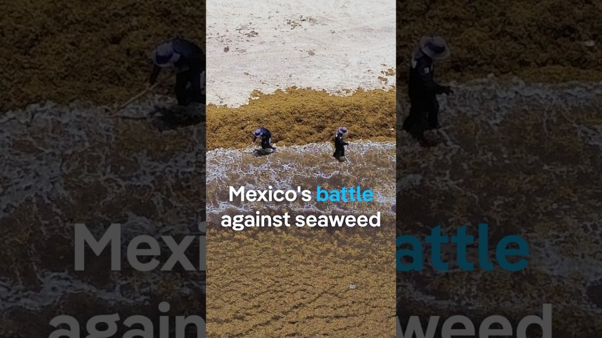 Sargassum seaweed washing ashore on a Caribbean beach near Tulum, Quintana Roo, Mexico