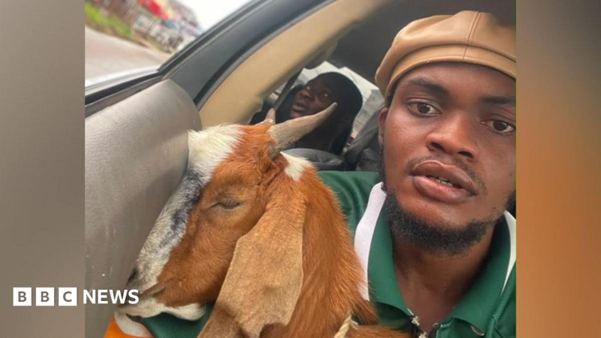 The Goat That Stole a Graduation: A Nigerian Mother’s Viral Gift