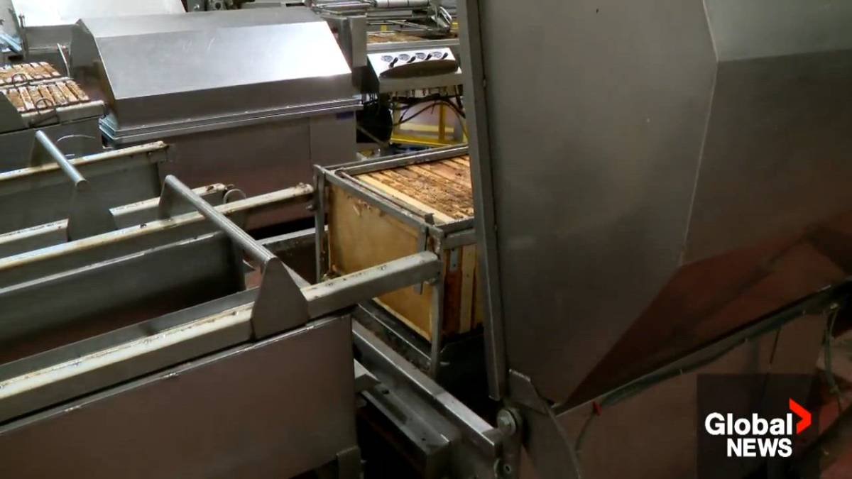Saskatchewan honey producer Hannigan Honey faces new U.S. tariffs amid the Canada-U.S. trade war