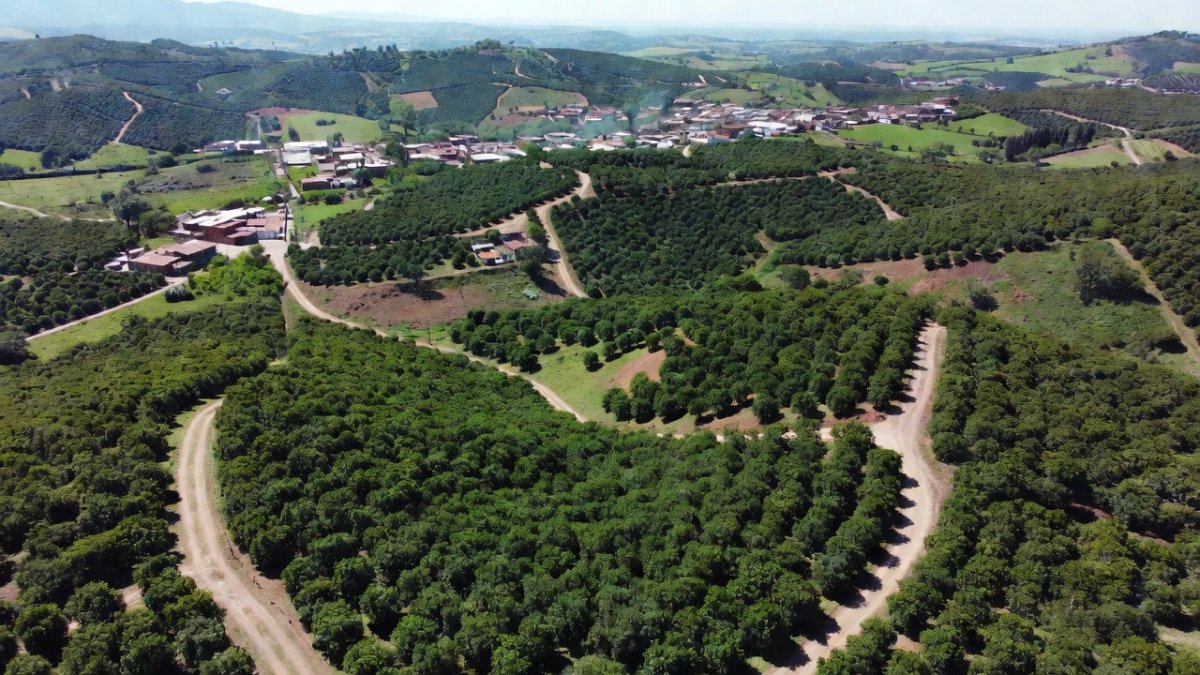 Aerial view of avocado orchards in Michoacan, Mexico