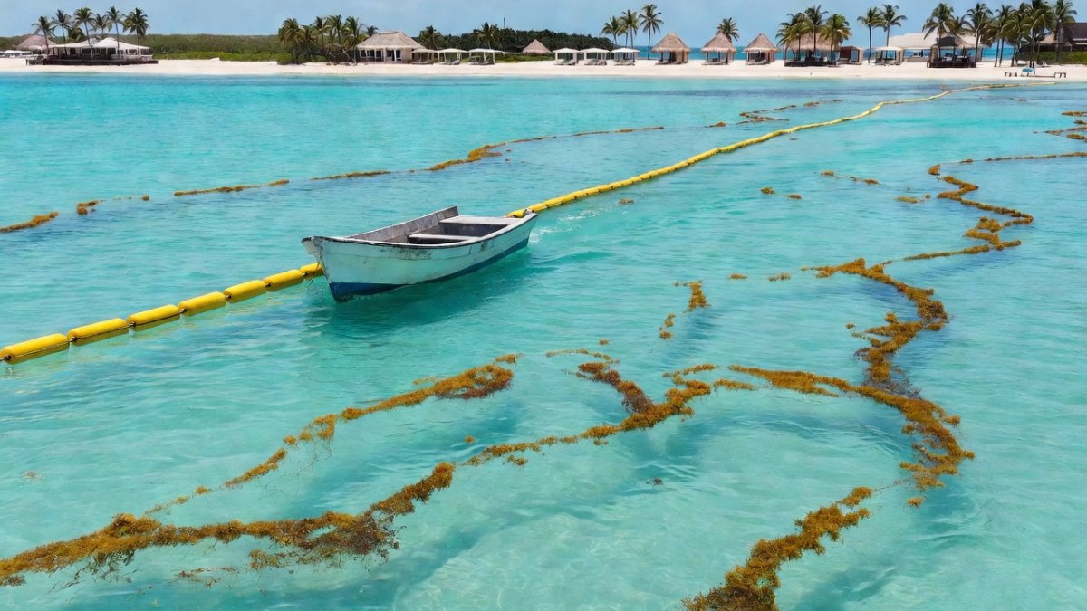 Work boat and floating sargassum barriers in the Caribbean Sea off Quintana Roo