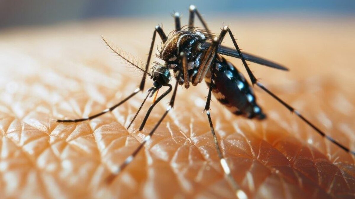 Dengue cases and mosquito control during the Indian monsoon