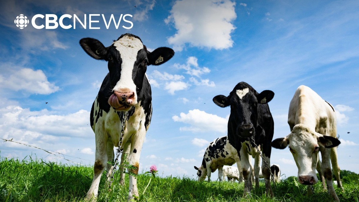 Canadian dairy products face new U.S. tariffs as the trade war between Canada and the United States escalates